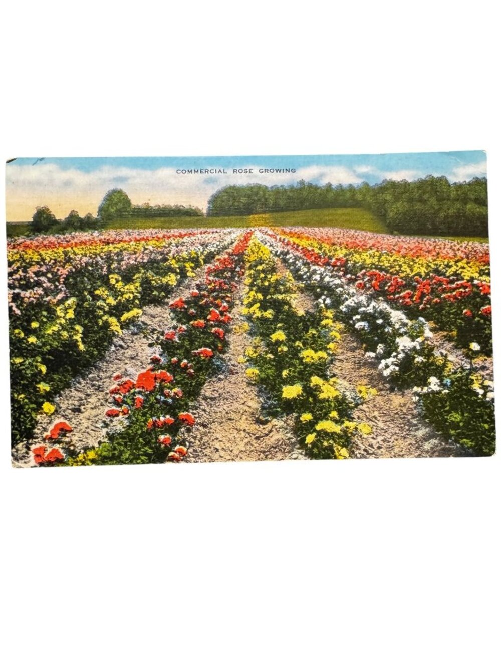 Vtg 1949 Commercial Rose Growing Postcard Handwritten Note & Postmark Donna TX